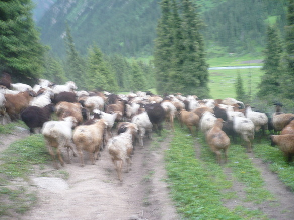 moutons